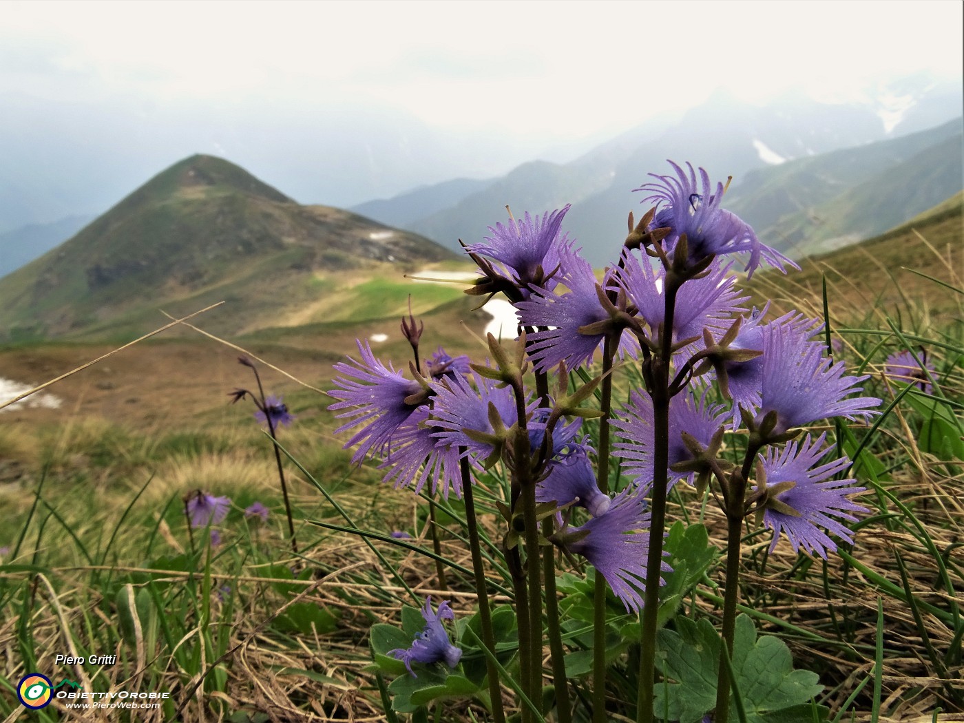 74 Soldanelle alpine (Soldanella alpina9 con vista verso il Monte Avaro.JPG